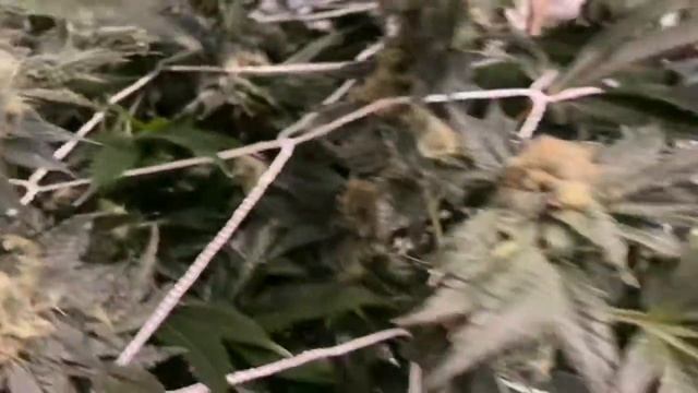 Amherst Sour Diesel (Humbolt Seed Org) Grow Day 39F Outta the Tent for some TLC смотреть онлайн