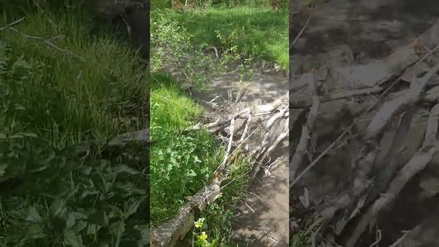 Beaver Dam Removal смотреть онлайн