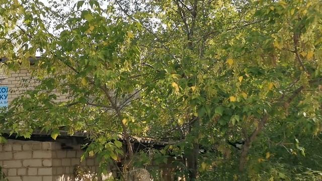 Сорока-белобока...