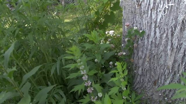 2021 Backyard flowering garden смотреть онлайн