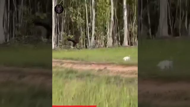 Amazing World 🌎 Entertainment