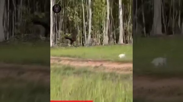 Amazing World 🌎 Entertainment