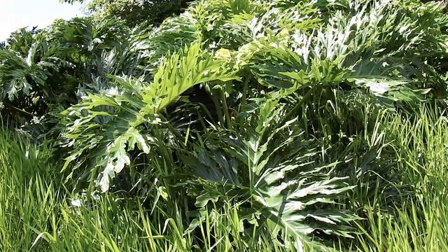 CIPÓ-IMBÉ, BANANA-DE-MACACO, (THAUMATOPHYLLUM BIPINNATIFIDUM), MUDA CLICAR NO LINK NO FINAL DO VÍDE смотреть онлайн