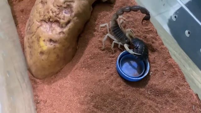 Parabuthus Schlechteri vs Water Dish . HEHE. Feeding 3 смотреть онлайн
