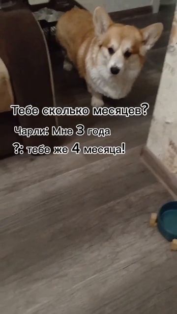 Часики тикают , время идет#подаишись #а4 #корги смотреть онлайн