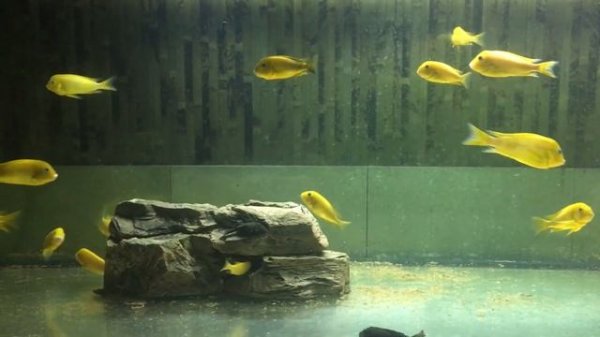 Tropheus kiriza  /gold/