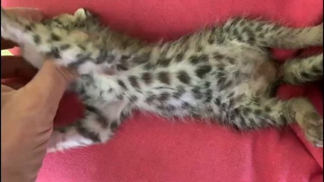 МАЛЕНЬКАЯ ДАЛЬНЕВОСТОЧНАЯ КОШЕЧКА смотреть онлайн