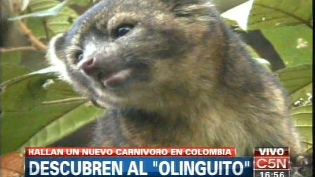 C5N - ALERTA VERDE: DESCUBRIERON AL OLINGUITO