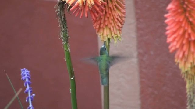 Hummingbird feeding in gardens of Hotel Pakaritampu at Ollantaytambo Peru.wmv смотреть онлайн