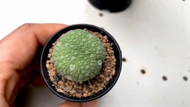 คลิปละพันธุ์ EP3 : คางคกกลม pseudolithos migiurtinus смотреть онлайн