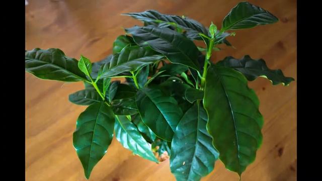 Thirsty coffee plant getting back into shape after getting a drink of water. смотреть онлайн