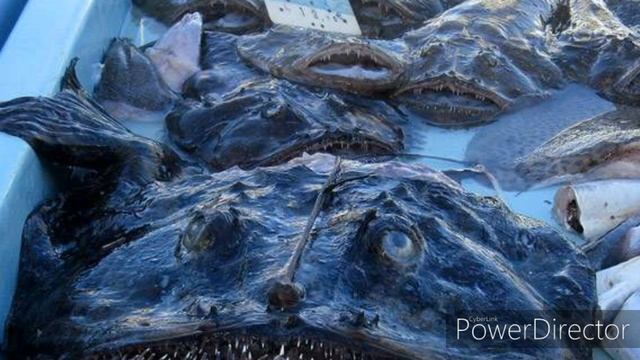 Топ 9 опасных рыб