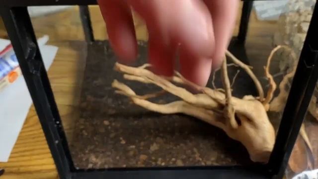 Brazilian Whiteknee Tarantula gets a beautiful new enclosure смотреть онлайн