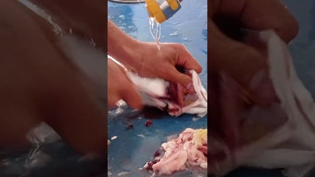 Levrek nasil temizlenir.Как почистить сибас смотреть онлайн