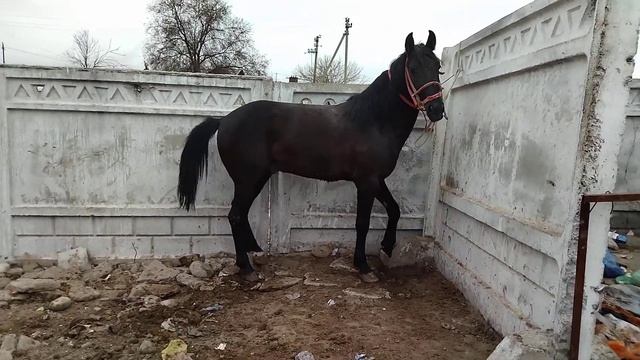 05 2022 Г. ПРИГОРОДНЫЙ МАЛ БАЗАР ЧОН АТ САТЫКА ЧЫКТЫ 0706763220#кыргызстан смотреть онлайн