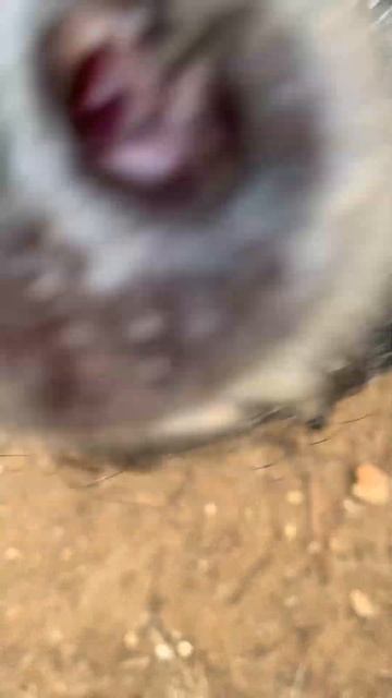What Can You Feed A Pig DAILY That Cost ZERO DOLLARS?! #shorts #viral #trending