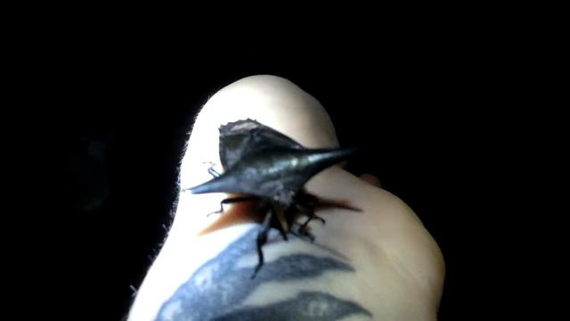 Crazy bug with sternum spine Pentatomidae смотреть онлайн