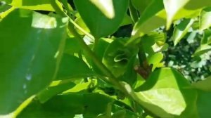 хурма. результат прищипки. плодоносит на следующий! год после прививки...