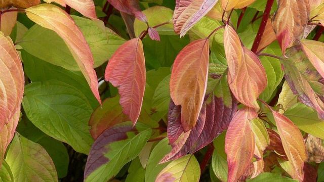 First Editions® Neon Burst™ Dogwood