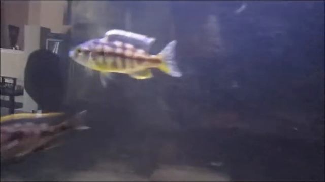 New Additions to the Peacock/Haplochromis Tank смотреть онлайн