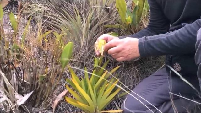 Phragmipedium lindenii смотреть онлайн