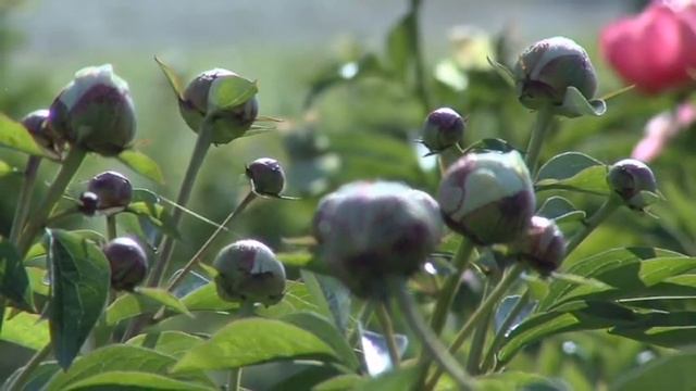 Колекция Божур смотреть онлайн