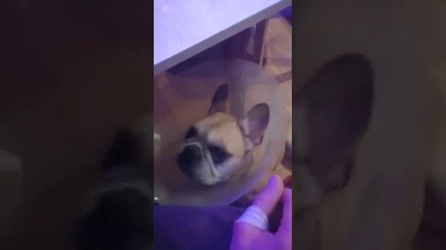 Говорящая собака у моего дяди!!! смотреть онлайн