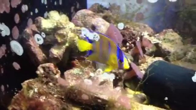 Juvi Holacanthus queen смотреть онлайн