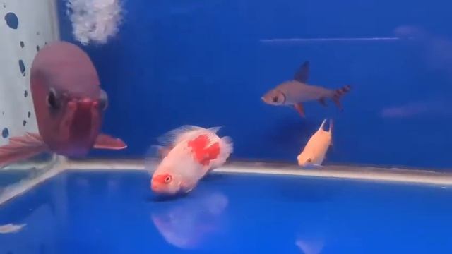 New Member : Beautiful White Butterfly Discus -Fish Aquarium смотреть онлайн