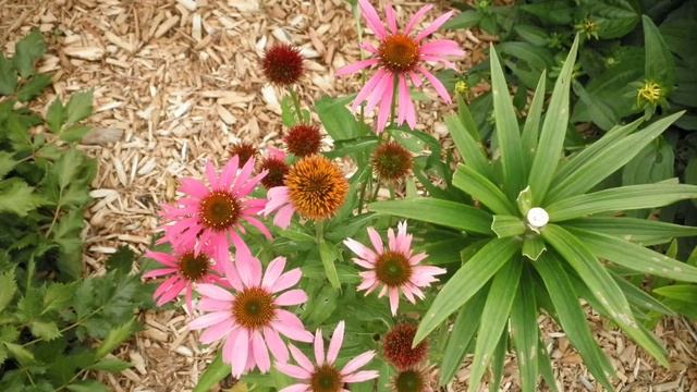 Echinacea смотреть онлайн