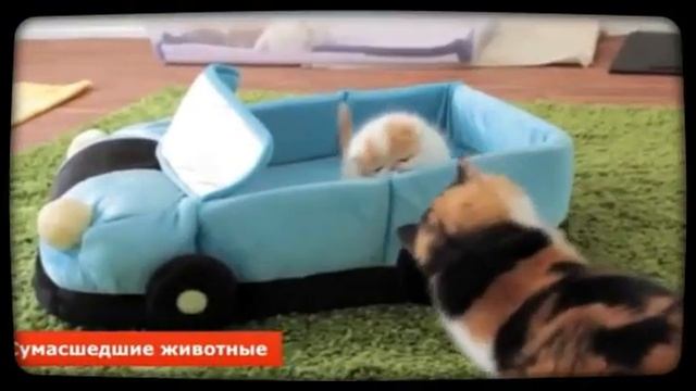 Сумасшедшие животные (Created with @Magisto) смотреть онлайн