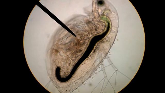 Arthropoda Crustacea Daphnia In Dr. Tim Forrest's Zoology Lab