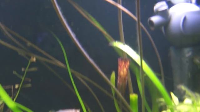 Tiger lotus blooming смотреть онлайн