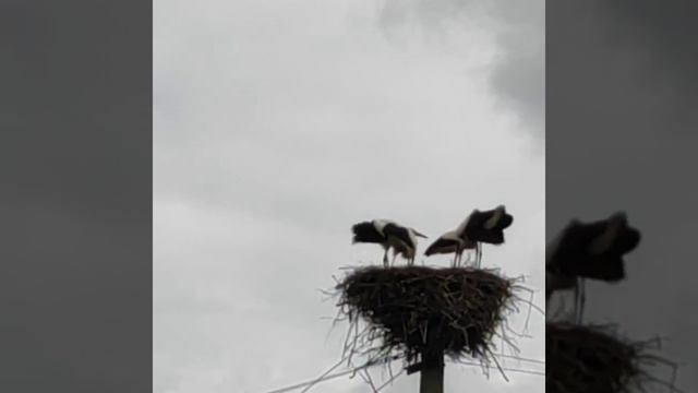 в одном гнезде 4 аиста!