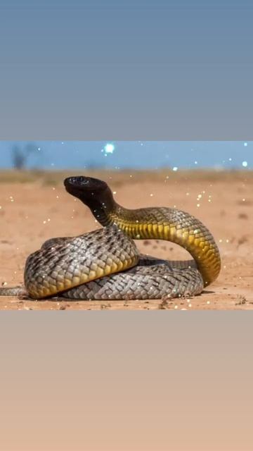 The inland taipan (Oxyuranus microlepidotus) is considered the most venomous snake in the world. смотреть онлайн
