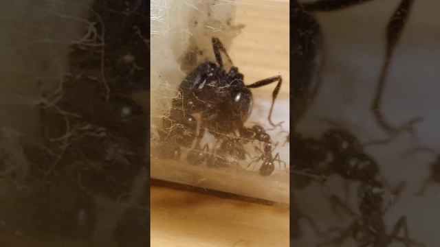 Una nuova Avventura con Messor barbarus, la Formica Mietitrice (EP.1) смотреть онлайн