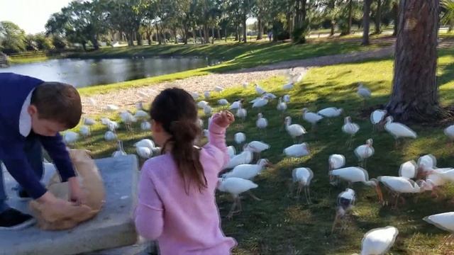 AidensFunTime Feeding Ibis Birds and Playing at the Park! смотреть онлайн