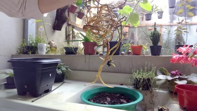 Replantando Renanthera Coccinea
