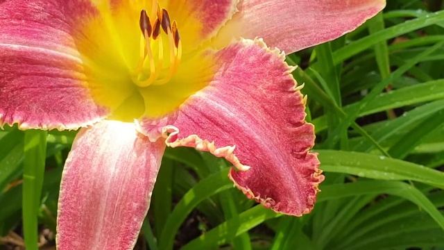 Кот Базилио смотреть онлайн