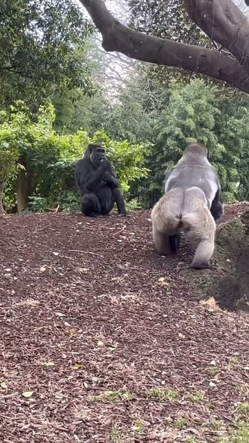 Gorilla aggression #gorilla смотреть онлайн