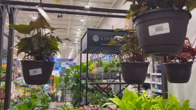 Lots of good plants on clearance at Lowe’s! Let’s go plant shopping! смотреть онлайн