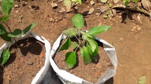 HOW TO TRANSPLANT APPLE PLANT SEEDLINGS смотреть онлайн