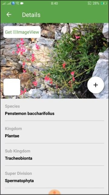 PlantSnap identifies a Baccharisleaf Beardtongue (Penstemon baccharifolius) смотреть онлайн