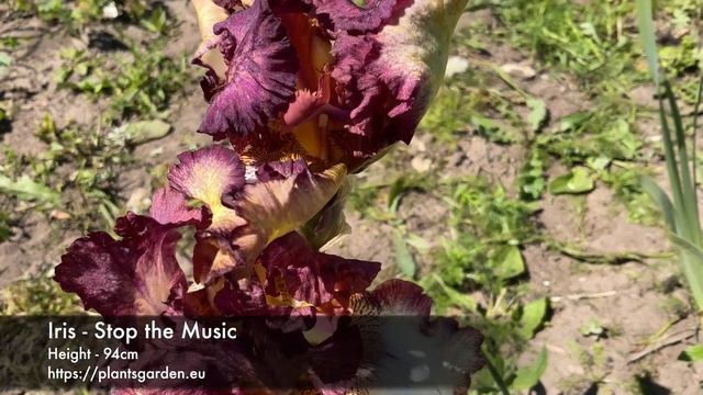 Iris - Stop the Music 4K смотреть онлайн