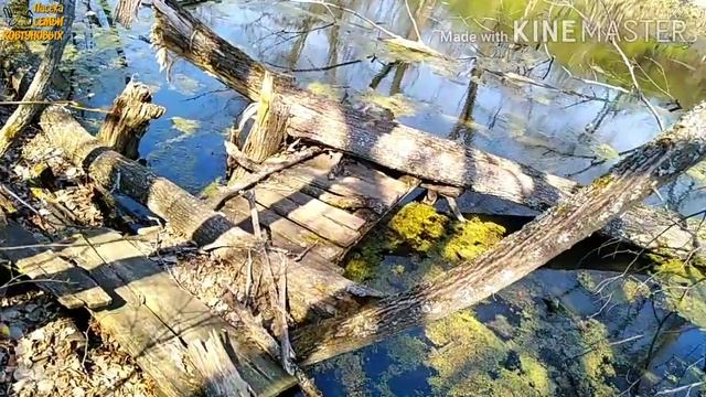 ЕДЕМ НА РАЗВЕДКУ. ПУТЬ К ПАСЕКЕ. смотреть онлайн