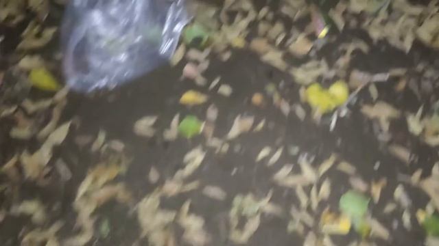 Ночные обитатели города смотреть онлайн