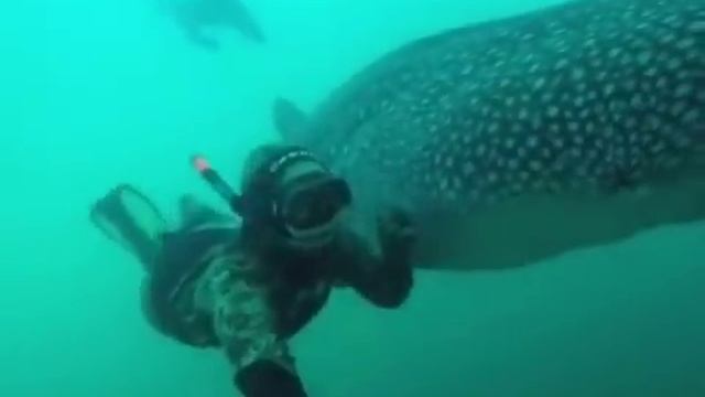 Petting a Whale Shark in Peru смотреть онлайн