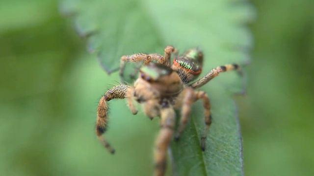 Paraphidippus aurantius (Araña saltarina verde-dorada) смотреть онлайн