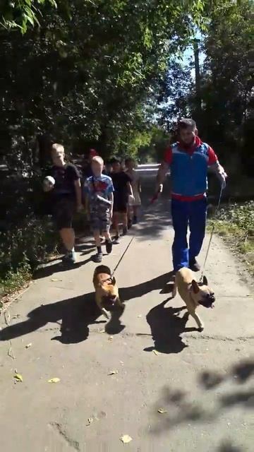 French Bulldog   #французскийбульдог #frenchbulldog #французскии #бульдог #dog #frenchie #собака