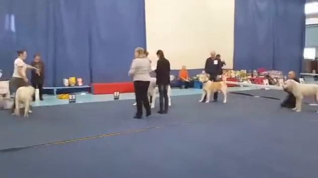 Из Березовой рощи смотреть онлайн